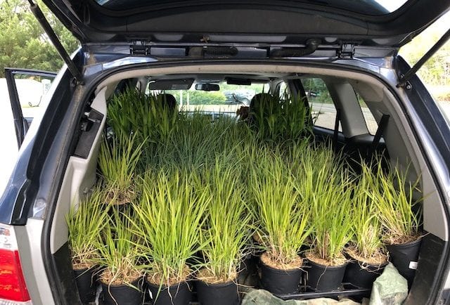 Meanwhile, Annette acquires a carload of donated grasses from Pride’s Corner in Lebanon, CT