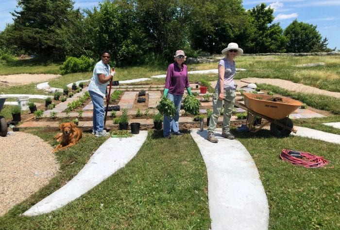 Planting herbs in the labyrinth