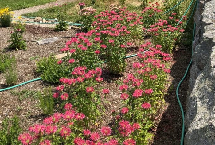 Bee balm in full bloom
