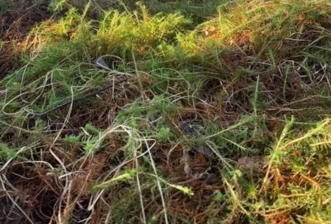 Hypnum moss detail